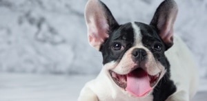 french bulldog panting