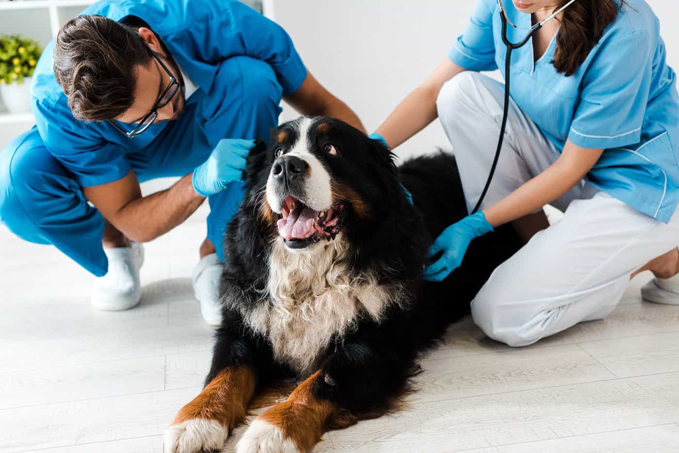 what-to-do-if-your-pet-ingests-something-poisonous-kenai-veterinary