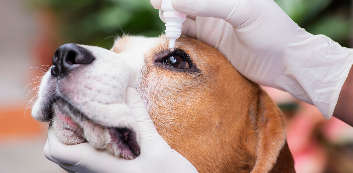 Eye Injury in Dogs: All You Need To Know - The Vets