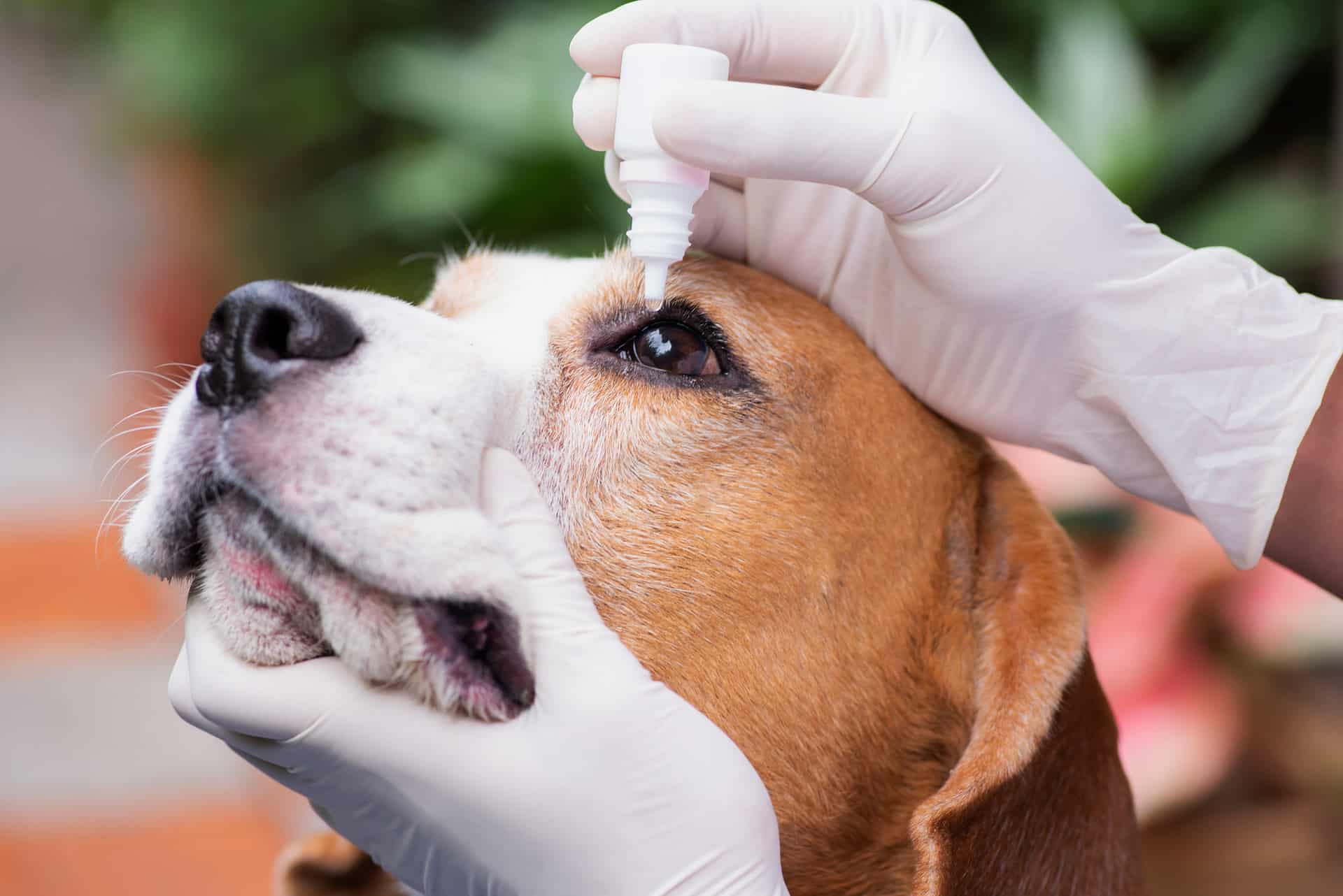 eye-injury-in-dogs-all-you-need-to-know-the-vets