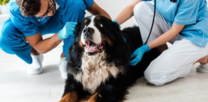 vets examining dog