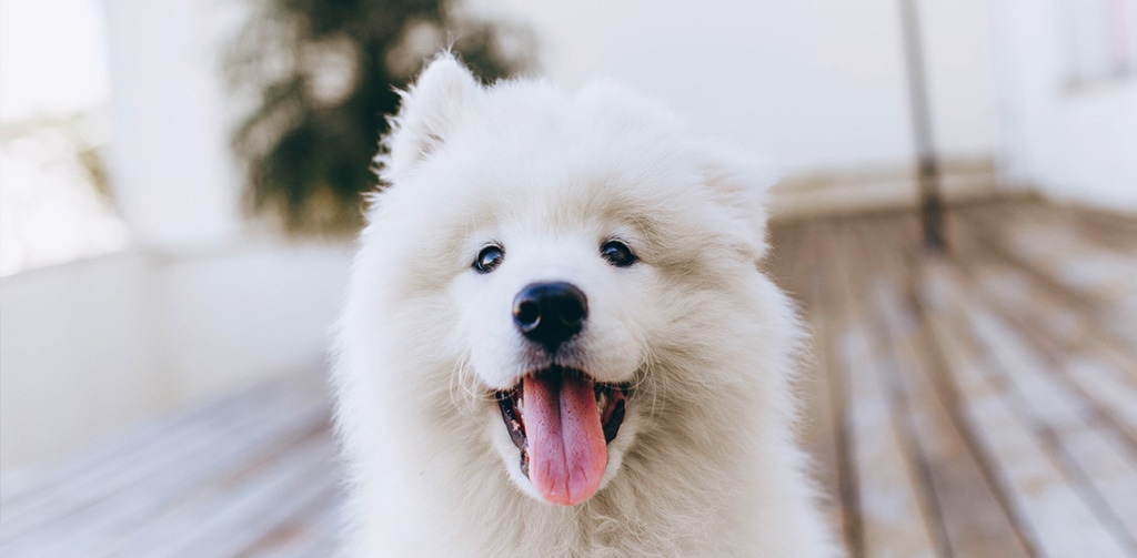 cute dog with open mouth