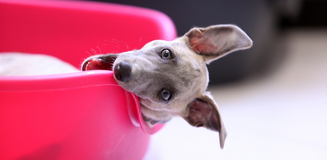 Dog eats clearance deodorant