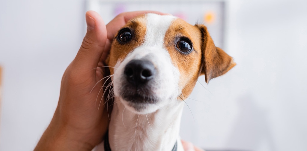 Three Ways to Distract Your Dog While You Work From Home