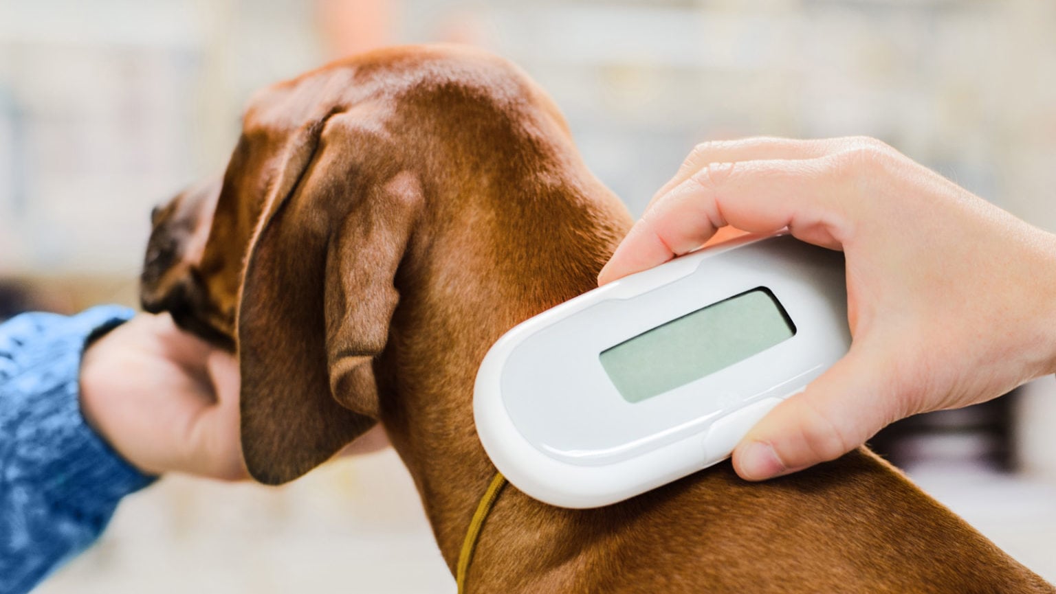 Mobile pet microchipping the vets