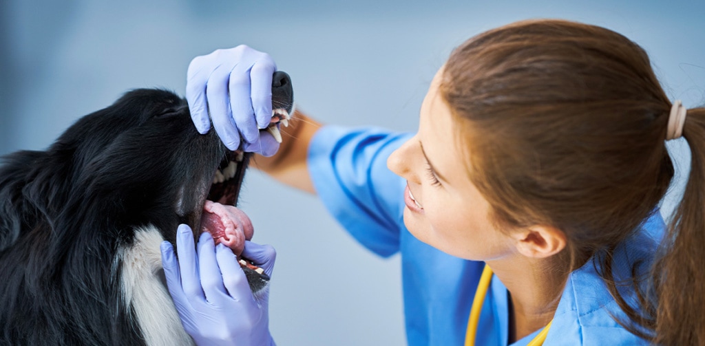 vet examining dog's mouth