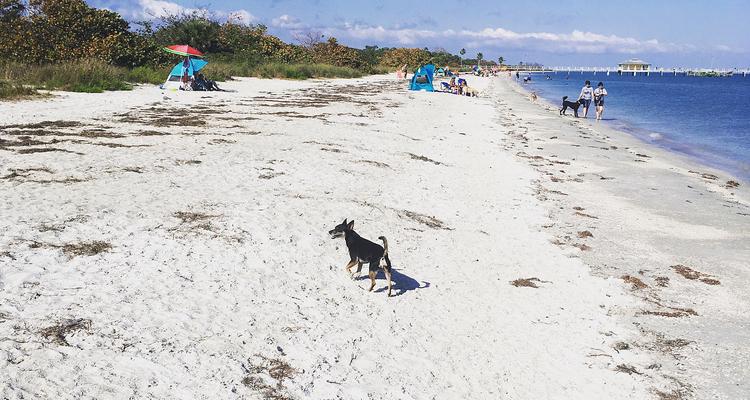 Dig walking in the Fort De Soto Dog Park