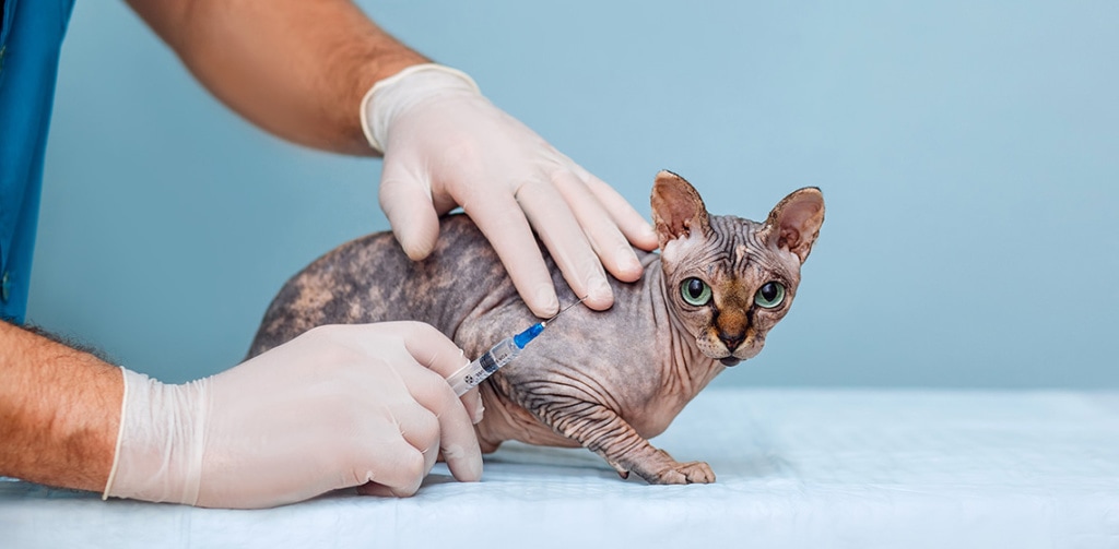 cats vaccination