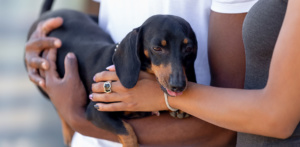 dachshund on hands