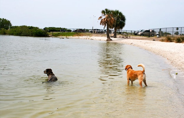 davis island dog beach