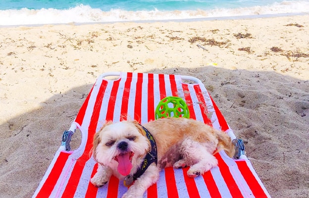 dog laying on the beach