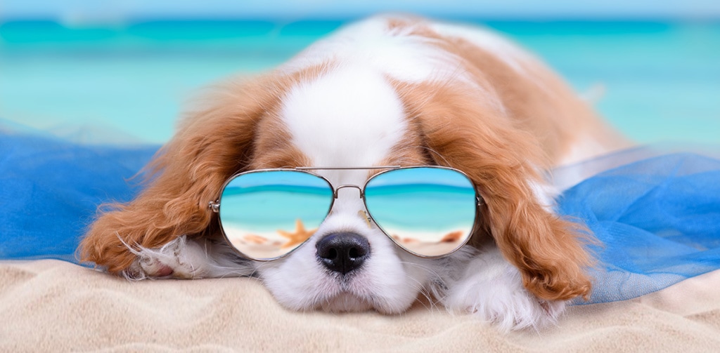dog in sunglasses on the beach
