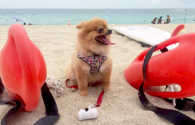 are dogs allowed at haulover beach