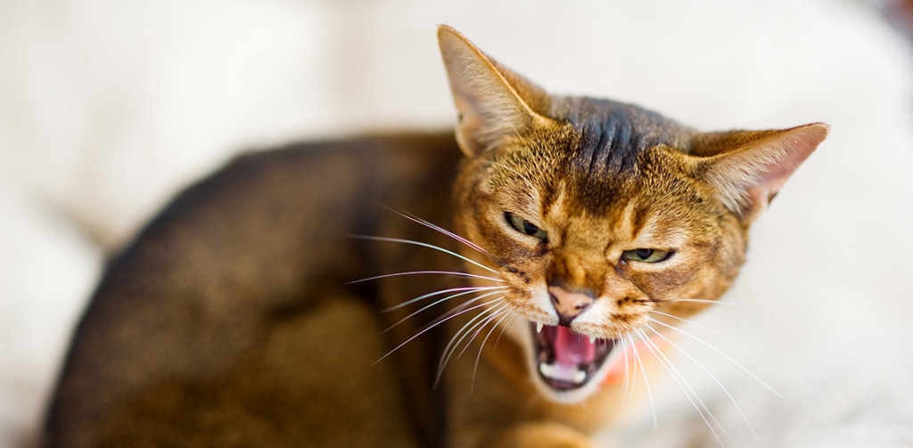 Angry expression of a house cat sitting on the table and doing a