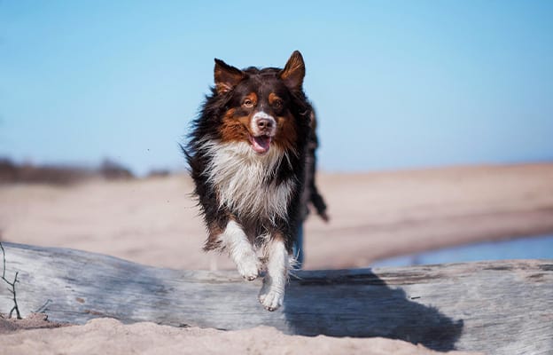 dog on hobie island beach