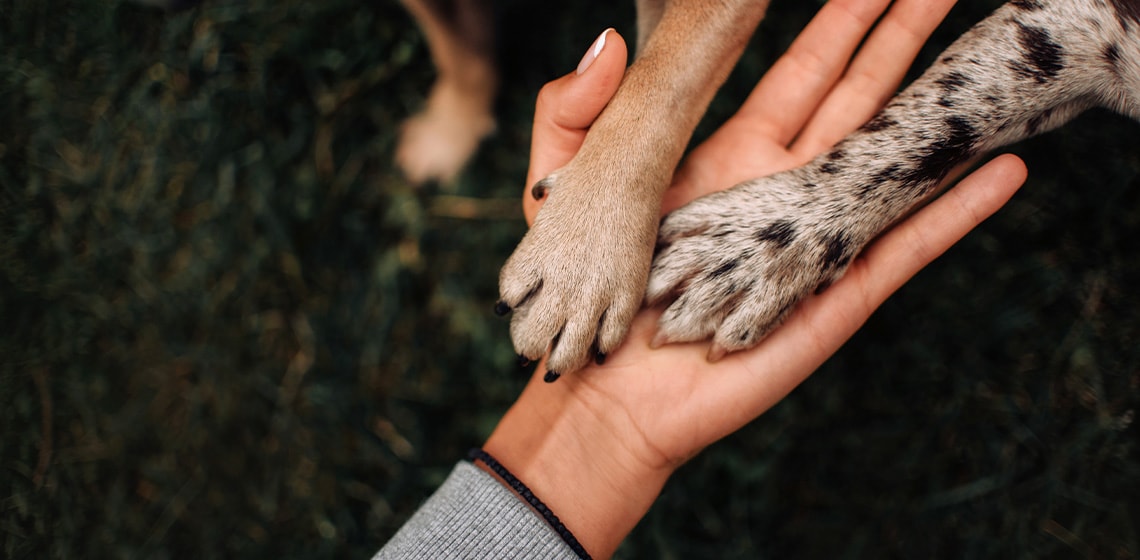 What to Do If Your Dog Has a Cracked, Broken, or Torn Nail · The Wildest
