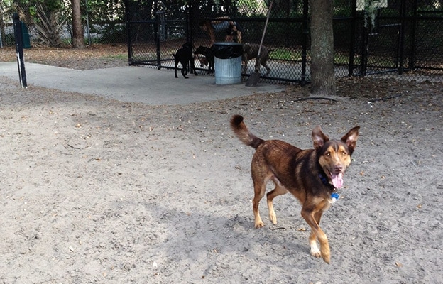 Palma Ceia Dog Park