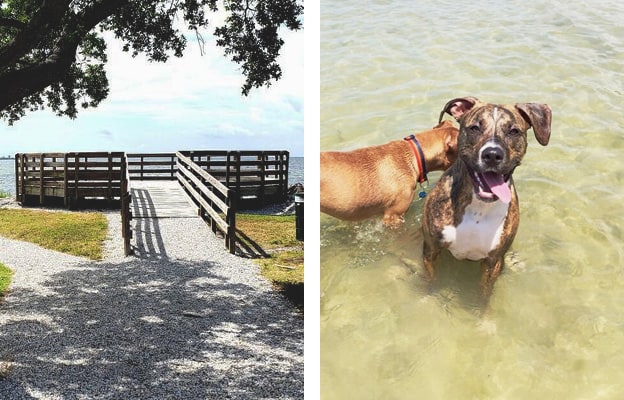 picnic island beach dog park