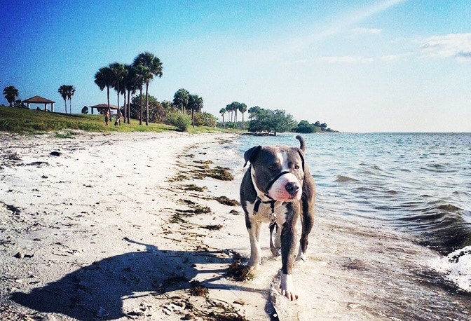 Dog Walking in Picnic Island Beach Dog Park