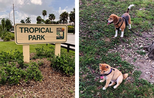tropical dog park