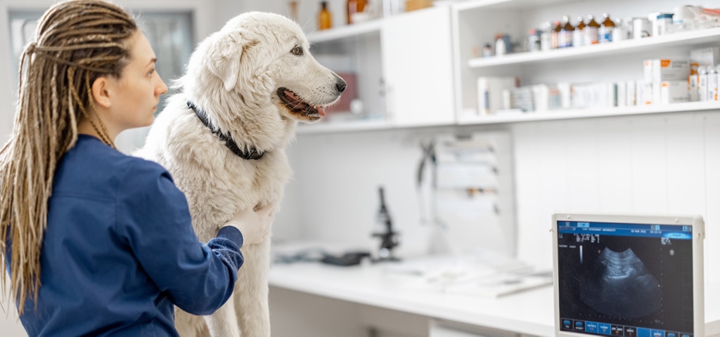 vet examining dog's heart