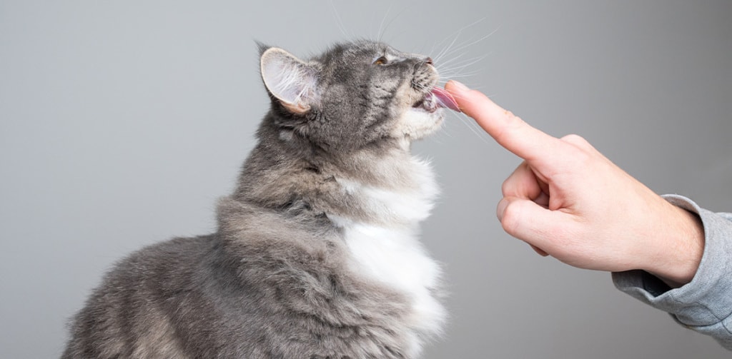 cat licking finger