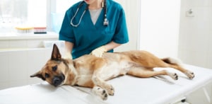 dog lying on table