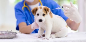 puppy vaccination