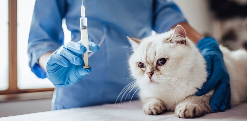 What is FVRCP Vaccine and Does Your Kitten Need It? - The Vets