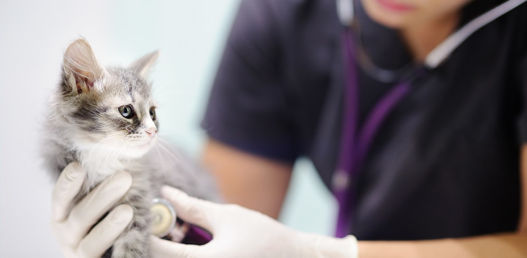 vet examining little kitten