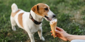 rassel eating vanilla ice cream