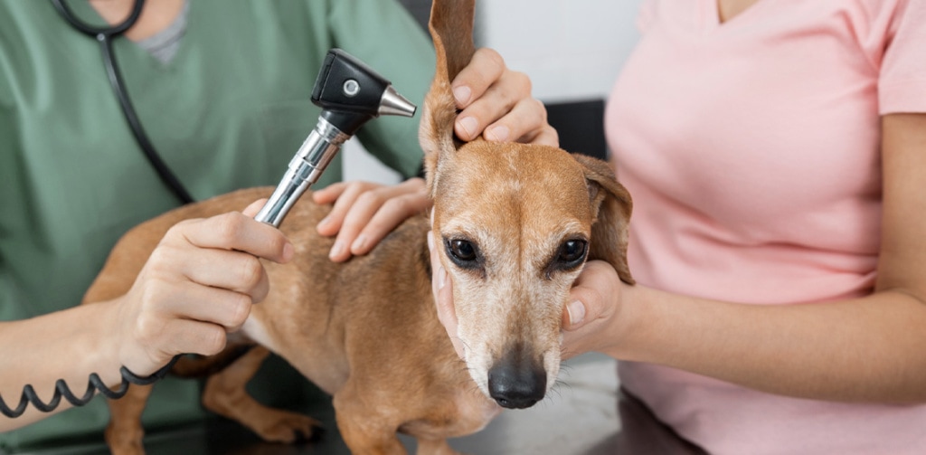 vet examining dachshund ear