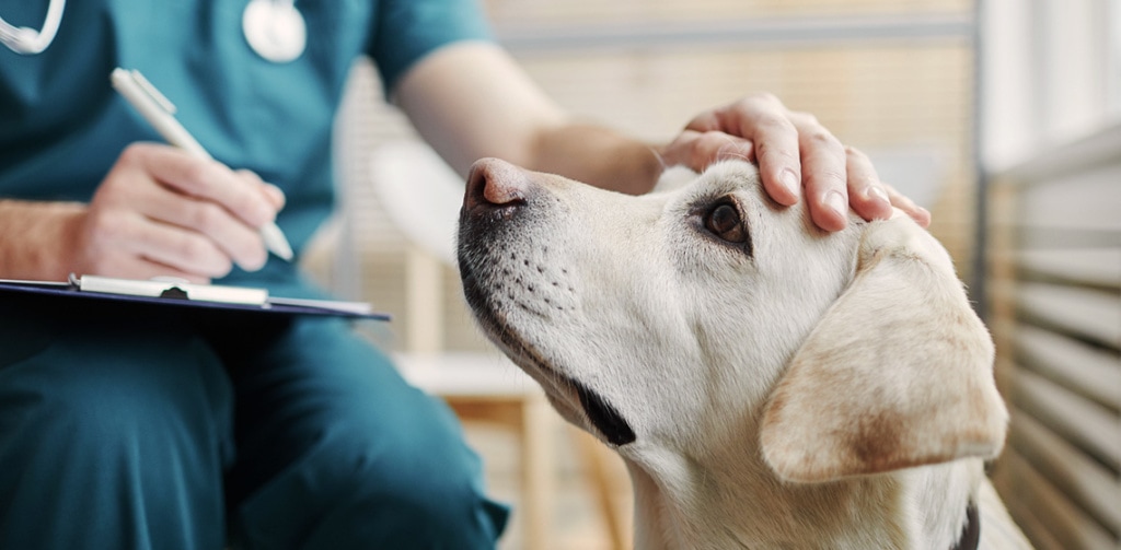 vet visiting sick dog