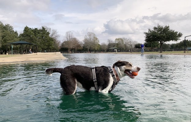 Congressman Bill Archer dog park