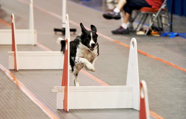 Houston World Series of Dog Shows