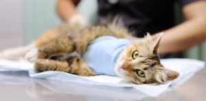 cat after surgery