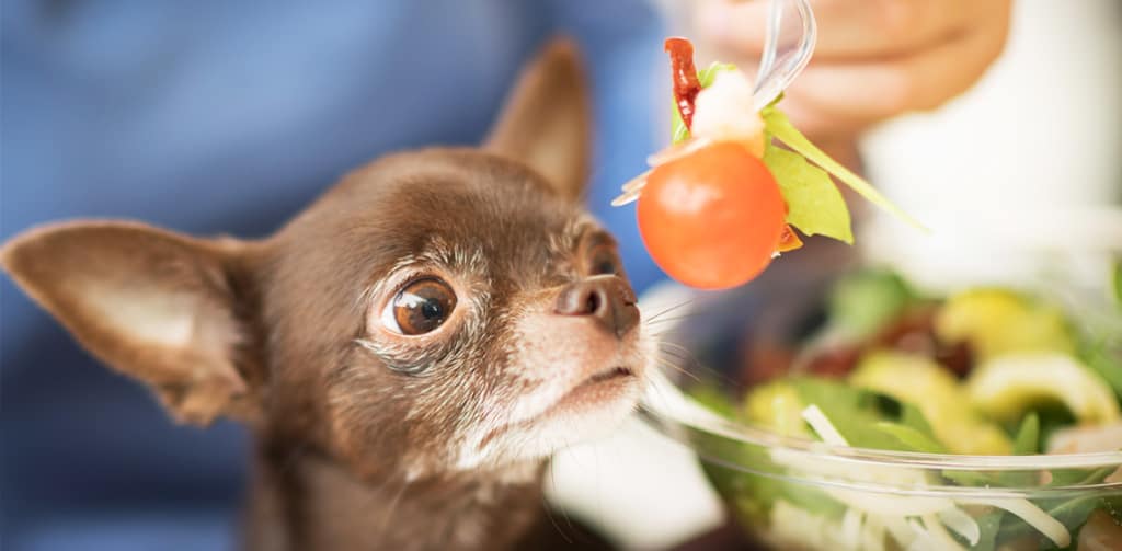 dog eats tomato