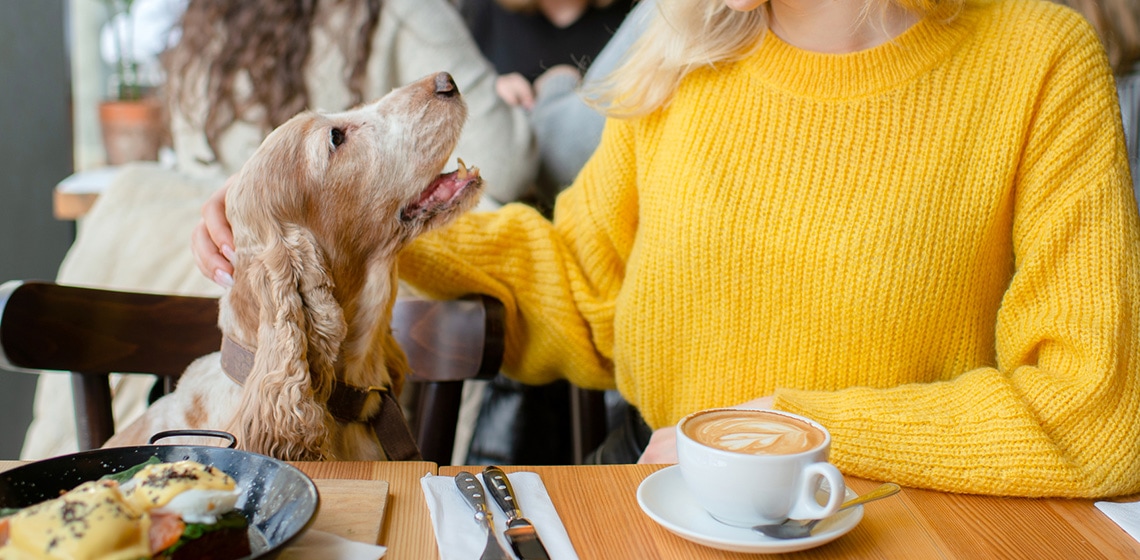 10 Best DogFriendly Restaurants in Houston The Vets