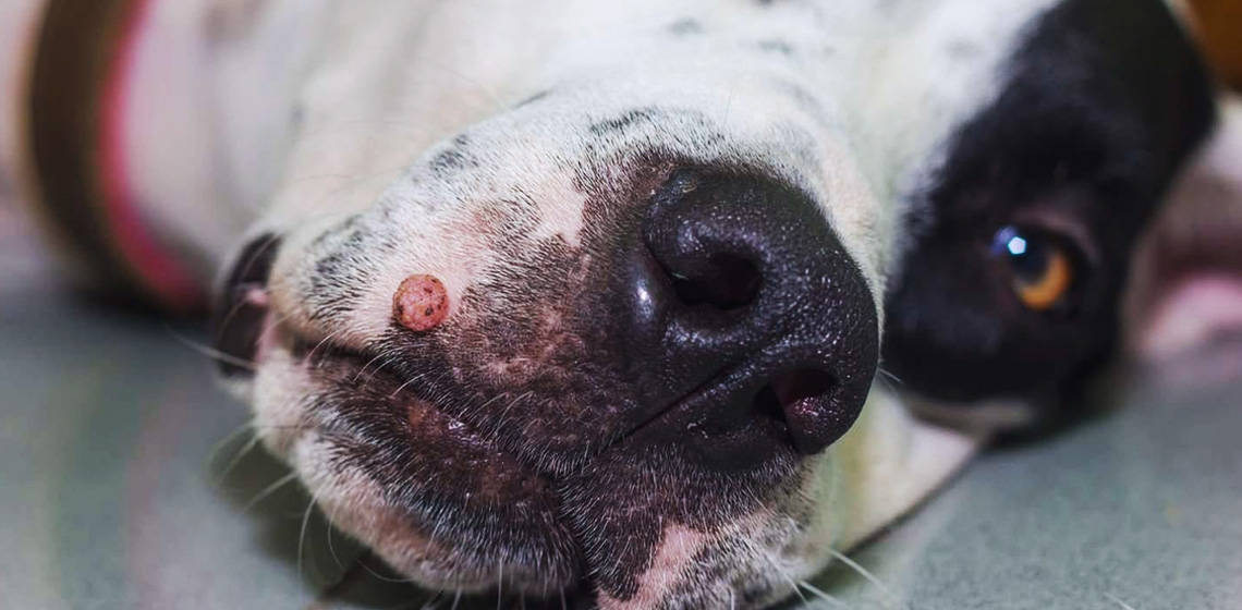 cancerous warts on dogs