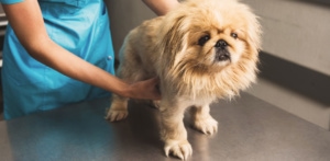 vet checking dog's penis