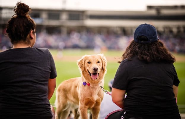 houston astro dog day