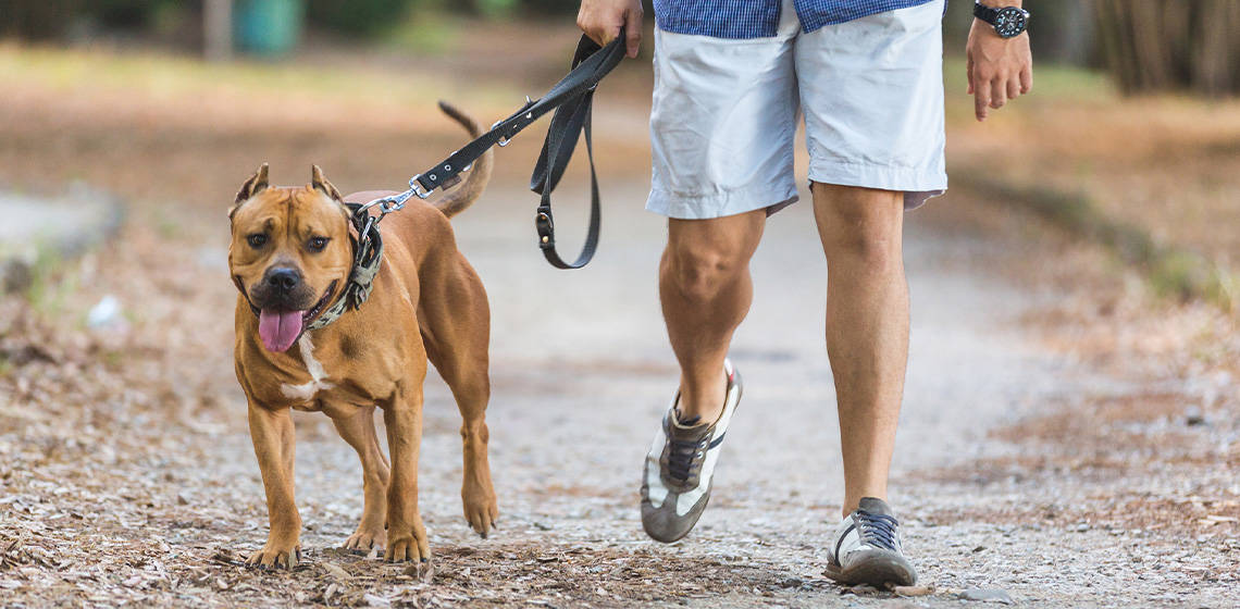 how-often-should-you-walk-your-dog-the-vets