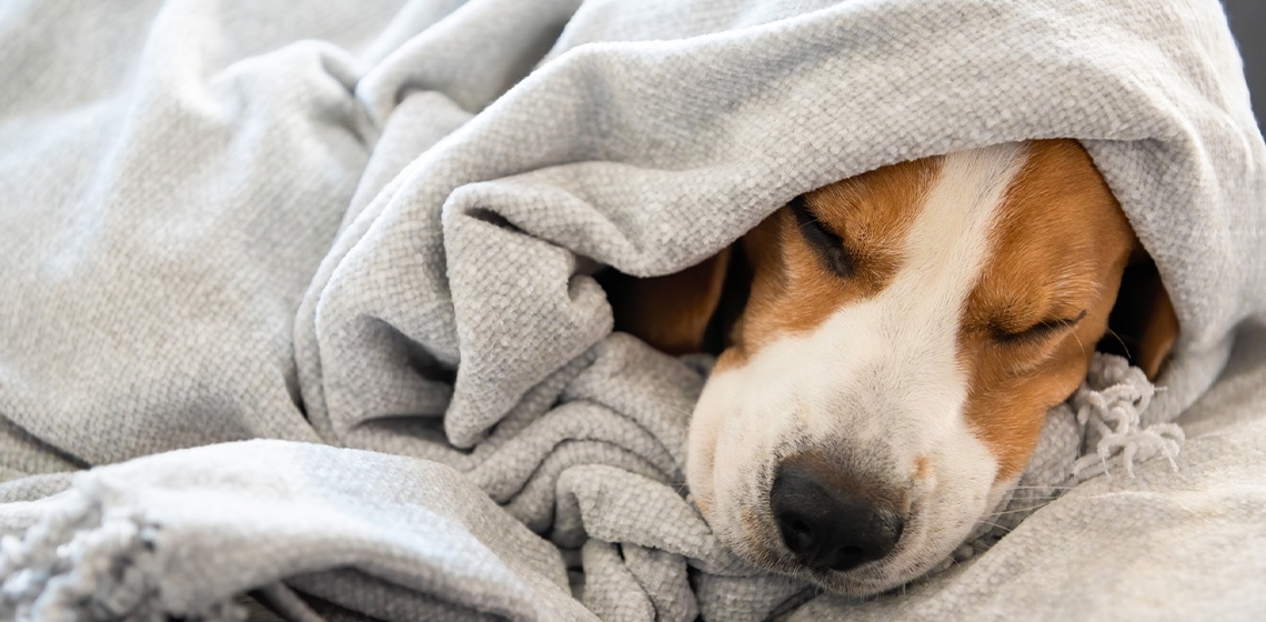 Can You Give a Dog Human Sleeping Pills?
