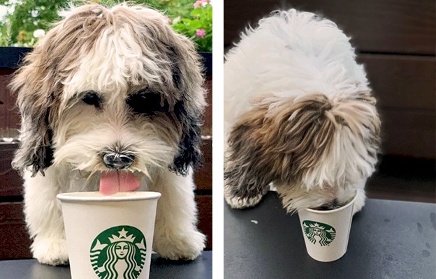 starbucks puppuccino