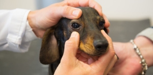 vet examining dog's eye