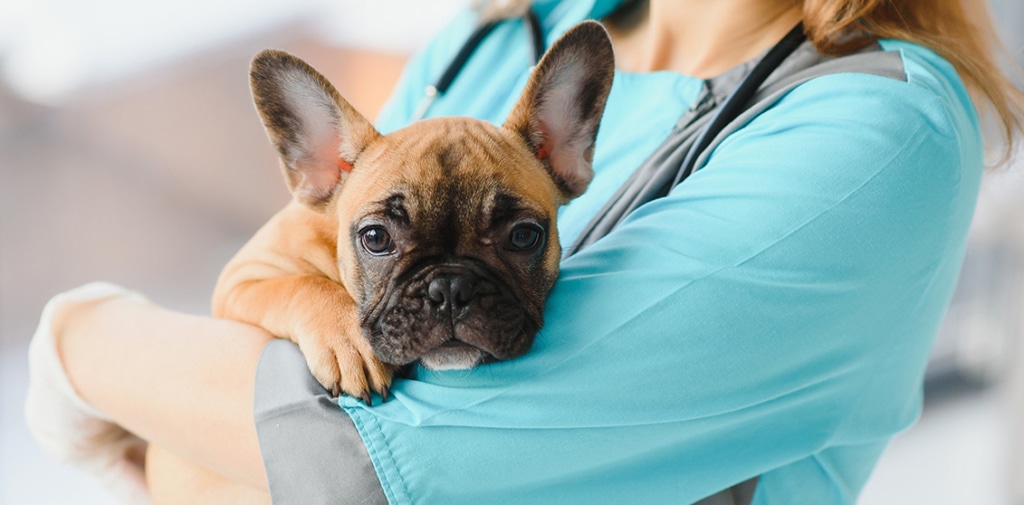 veterinarian holding puppy