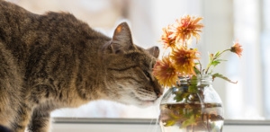 cat flowers