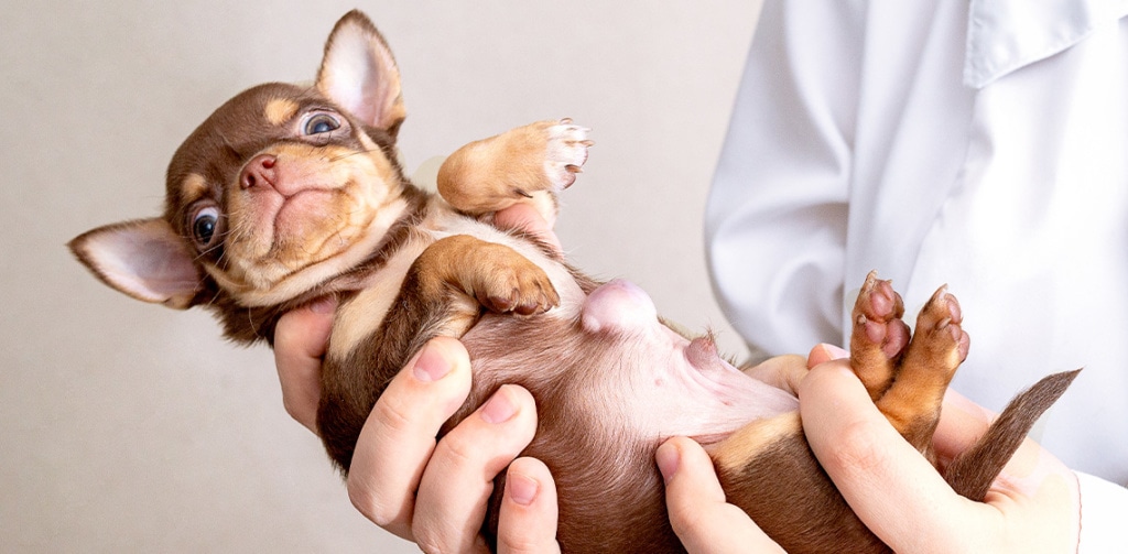 IV. Understanding the Symptoms of Parasite Infestation in Chihuahuas