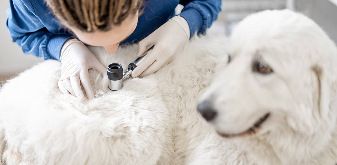 All you need to know about skin problems in dogs - The Vets
