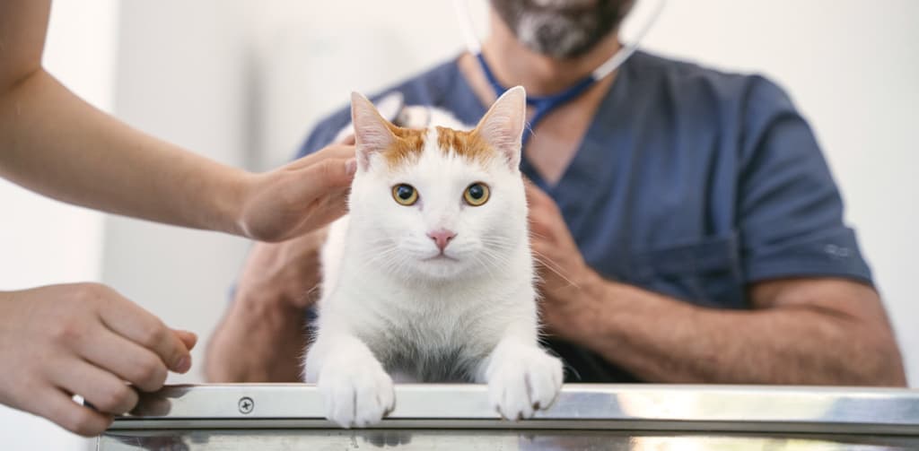 vet examine sick cat